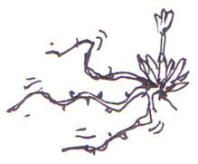 A grasping vine
